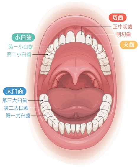 嘴巴牙齒|牙齒的相關知識：關於您貝齒的24個問題